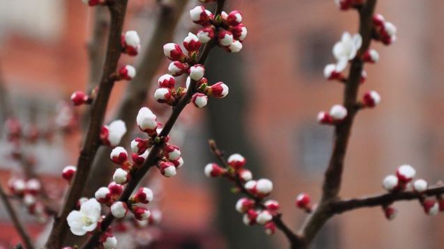 10296080_676588935735487_8677930477637239057_o1