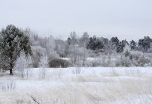 До -6°С похолодает в Рязанской области в воскресенье