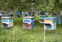 В Касимовском округе продолжается обработка полей