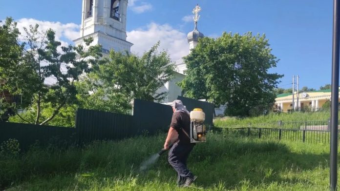 борщевик. Касимов.8.06.26